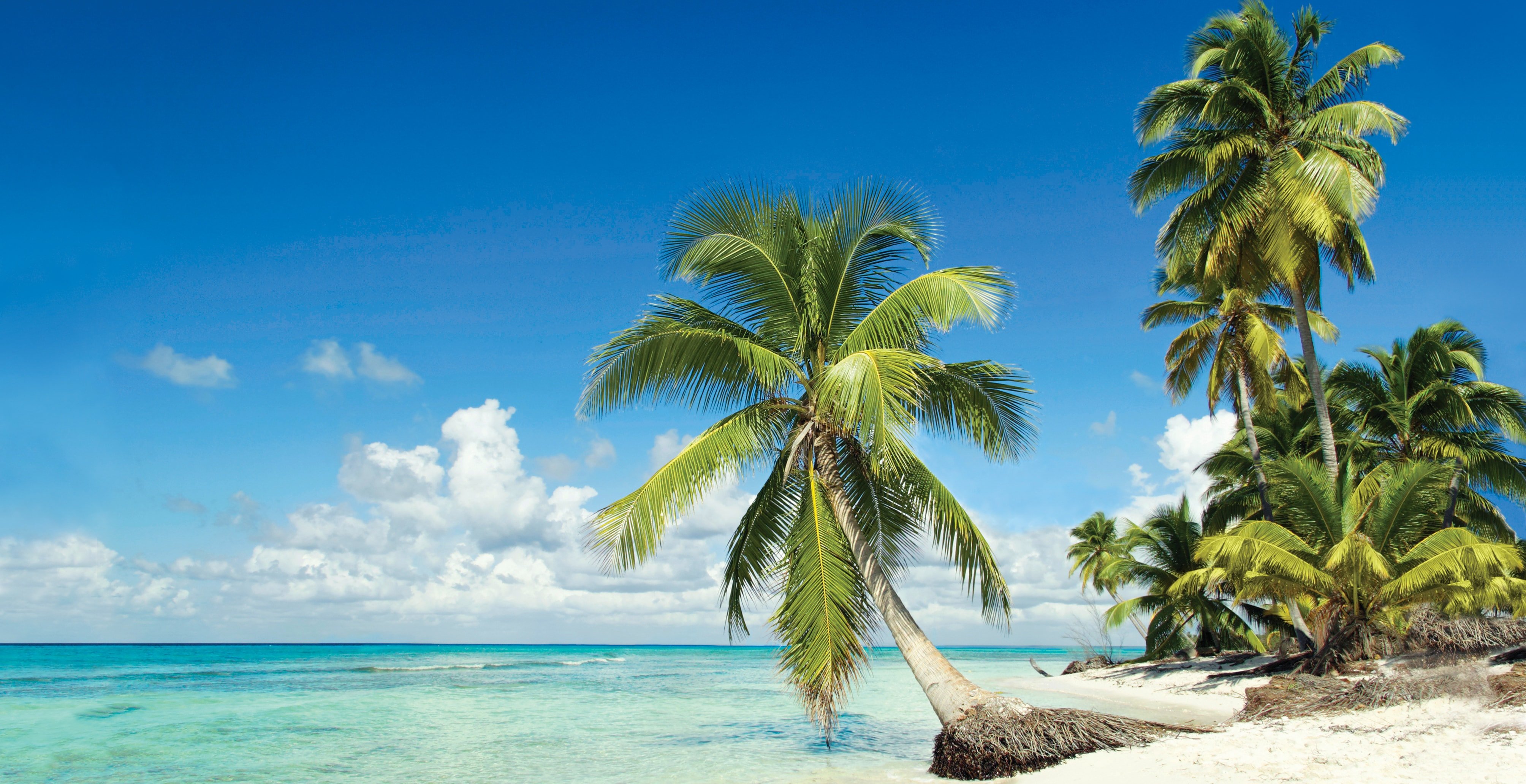 Tropical beach with leaning palm trees and turquoise waters under a clear blue sky | MSC Cruises