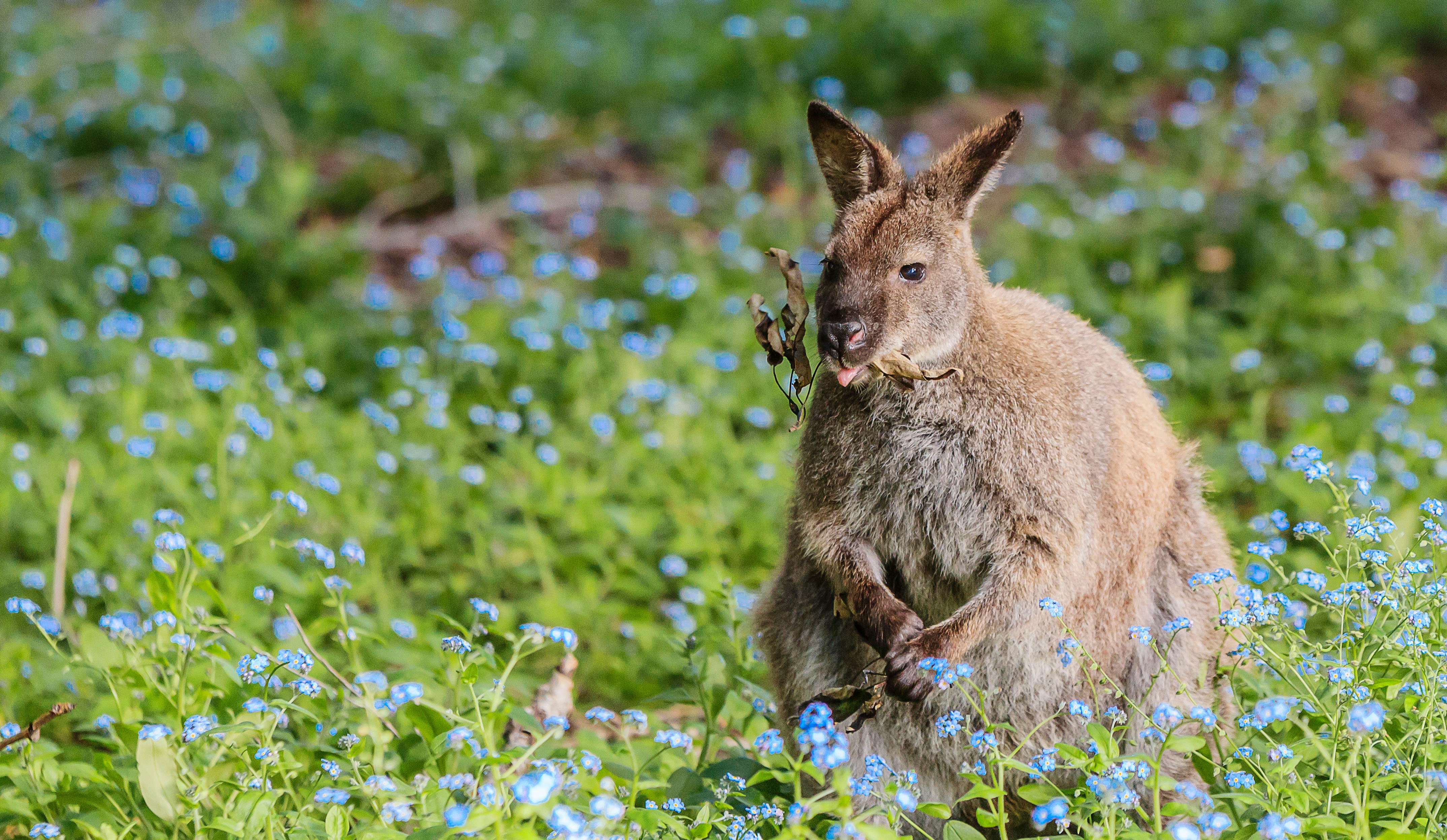 MSC World Cruise 2027, Hobart - Wildlife| MSC Cruises