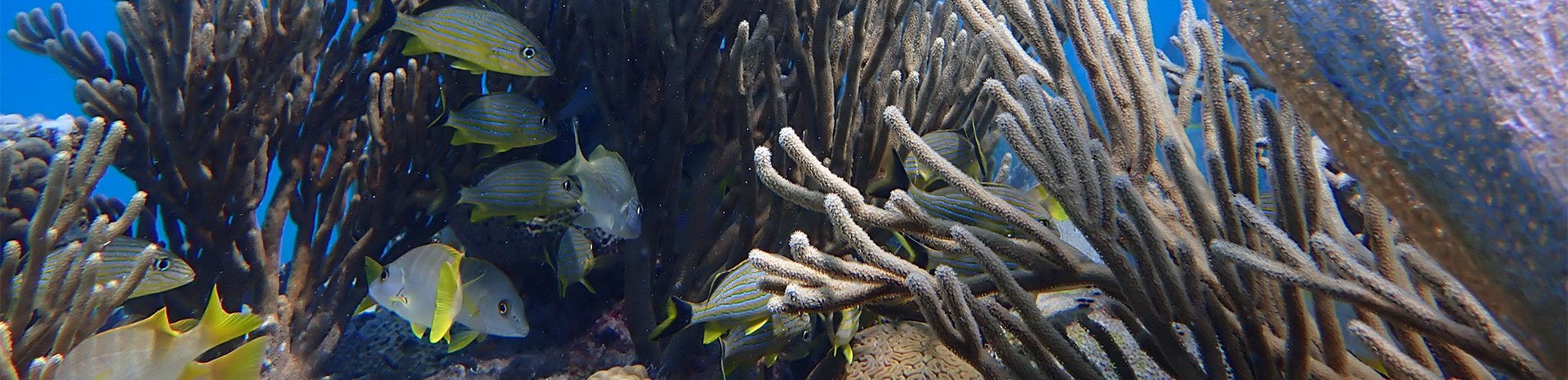 Discover MSC Foundation's achievements in 2024 Discover MSC Foundation's achievements in 2024