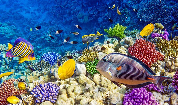 Red Sea | MSC Cruises